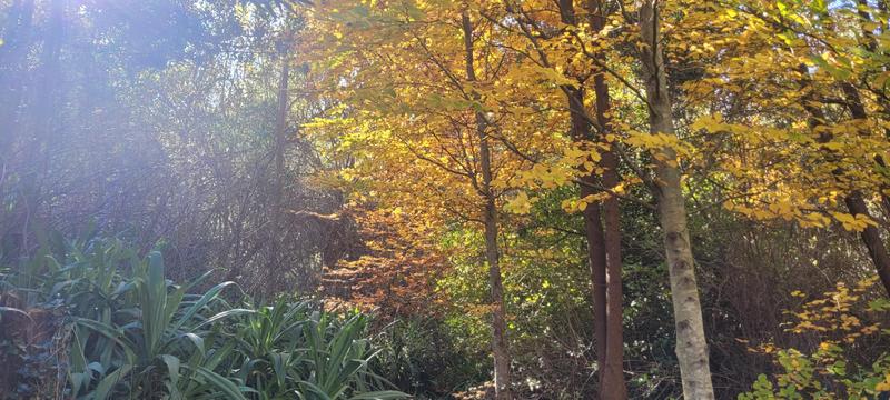 3 Bedroom Property for Sale in Hogsback Eastern Cape